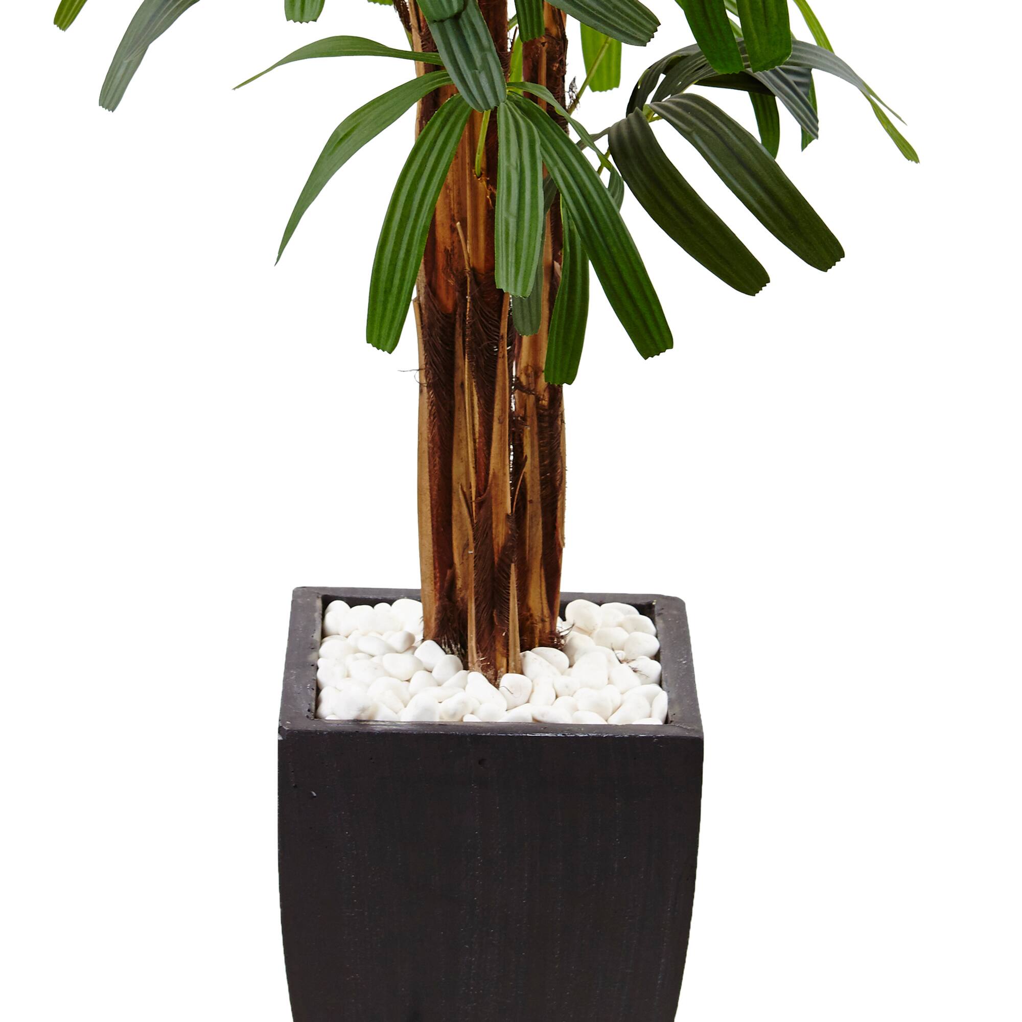5.5ft. Potted Raphis Palm Tree in Black Decorative Planter